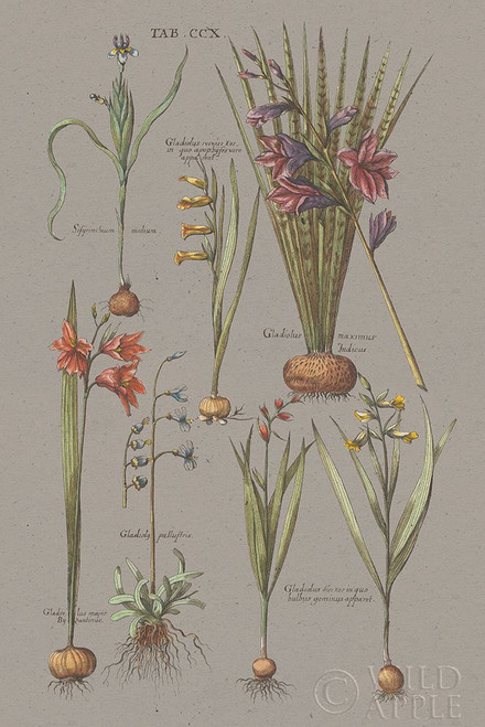 Florilegium III Gray Poster Print by Wild Apple Portfolio Wild Apple Portfolio # 63087