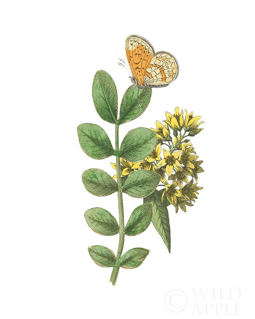 Greenery Butterflies II Poster Print by Wild Apple Portfolio Wild Apple Portfolio # 62786