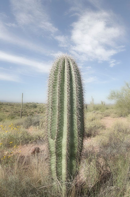 Saguaro Poster Print by Alan Majchrowicz # 61459