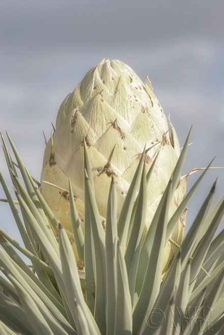 Joshua Tree Poster Print by Alan Majchrowicz # 61458