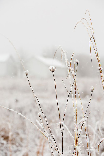 Early Snow Poster Print by Aledanda Aledanda # 60995