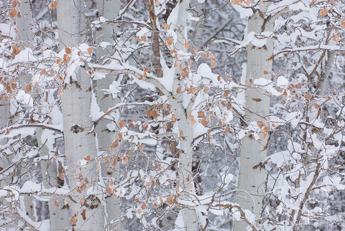 Winter Aspens Closeup Poster Print by Alan Majchrowicz # 60967