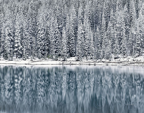 Winter Reflections Poster Print by Alan Majchrowicz # 60630