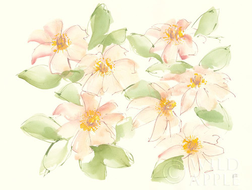 Creme Clematis Poster Print by Chris Paschke # 58346