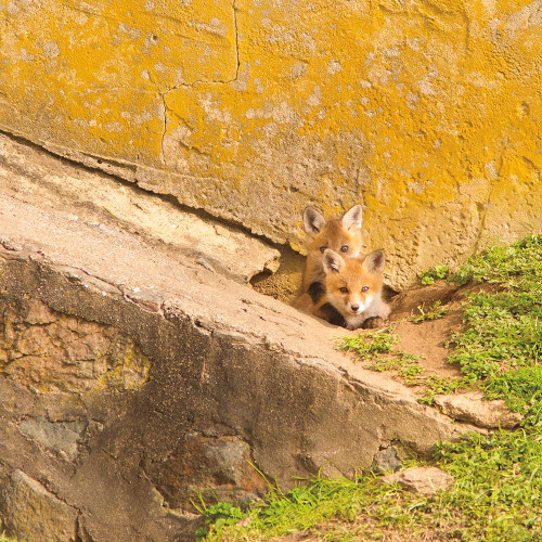fox Cubs II Poster Print by Aledanda Aledanda # 58134
