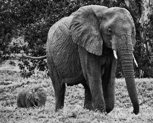 Mama and Baby Elephant I Poster Print by Aledanda Aledanda # 58135