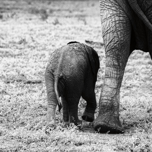 Mama and Baby Elephant II Poster Print by Aledanda Aledanda # 58136