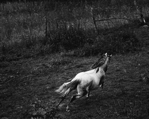 Running Horse Poster Print by Aledanda Aledanda # 58139