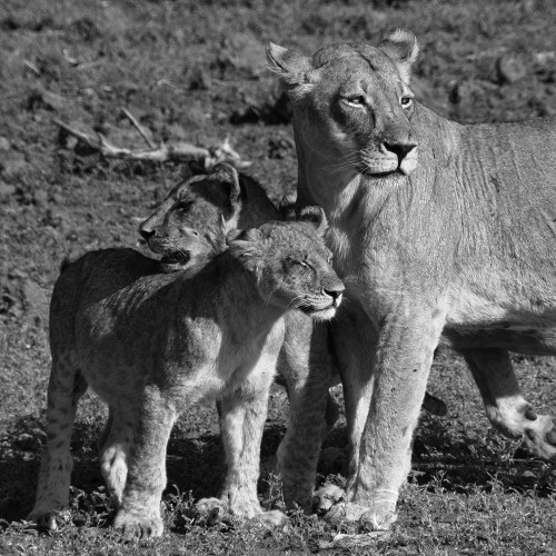 Lioness and Cubs Poster Print by Aledanda Aledanda # 58138