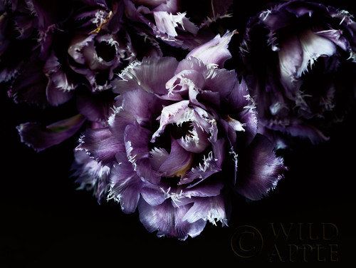 Purple Fringed Tulips II Poster Print by Elise Catterall # 58060