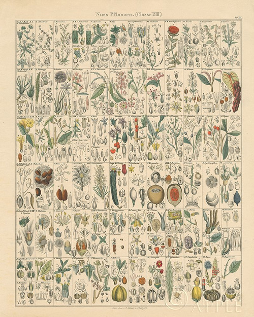 Flora Chart II Poster Print by Wild Apple Portfolio Wild Apple Portfolio # 57996
