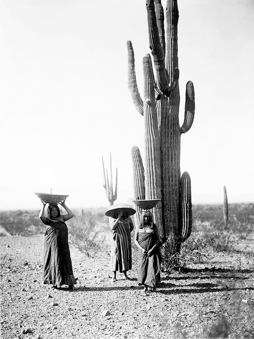 Saguaro gatherers, Maricopa, Arizona, ca 1907 Poster Print by Edward Curtis # 55717