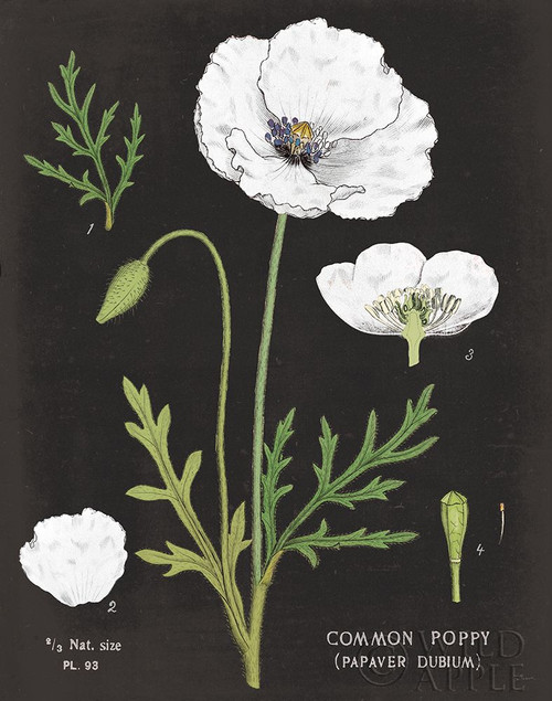 White Poppy Chart Poster Print by Sue Schlabach # 55634