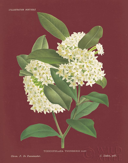 Winter Sweet Pomegranate Poster Print by Wild Apple Portfolio Wild Apple Portfolio # 56602