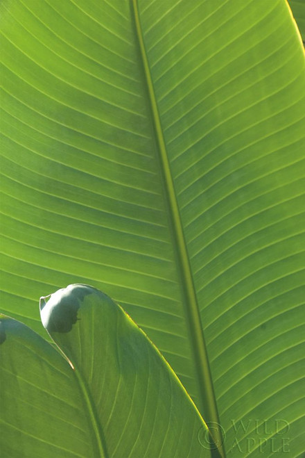 Palm Detail III Poster Print by Wild Apple Portfolio Wild Apple Portfolio # 56302