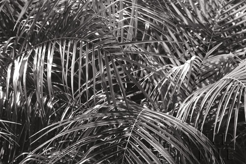 Tropical Fronds BW Poster Print by Wild Apple Portfolio Wild Apple Portfolio # 56309