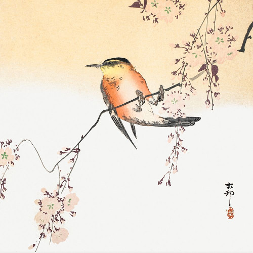 Songbird and Blossoming Cherry Poster Print by Ohara Koson # 55351