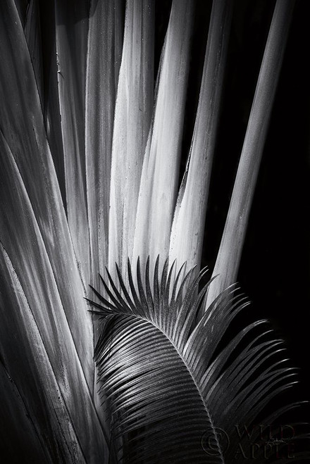 Tropical II Poster Print by Aledanda Aledanda # 55241