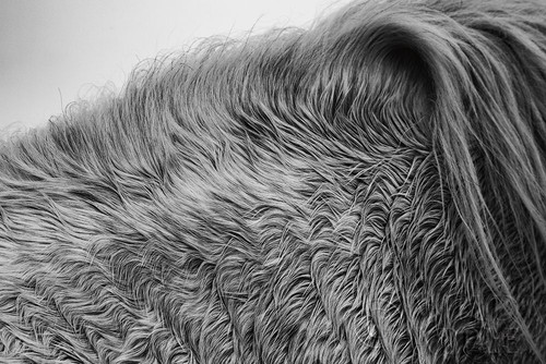 Horse Hair Poster Print by Aledanda Aledanda # 55299