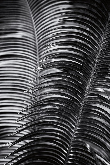 Tropical III Poster Print by Aledanda Aledanda # 55242