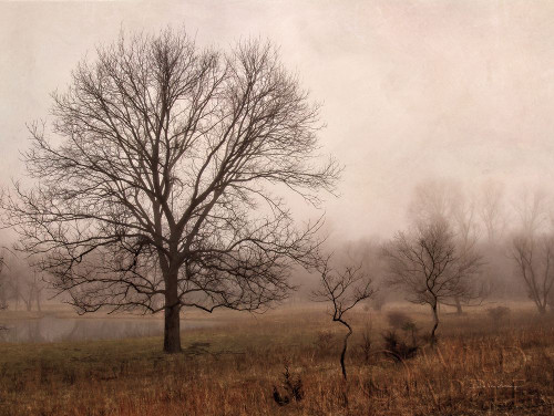 Morning Calm IV Poster Print by Debra Van Swearingen # 55169