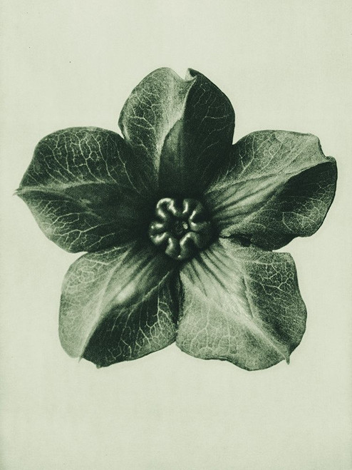 Cobea scandens Poster Print by Karl Blossfeldt # 54742
