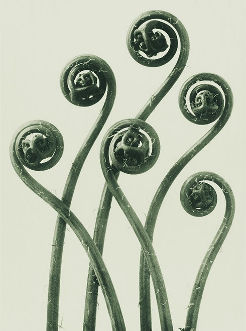 Adiantum pedatum Poster Print by Karl Blossfeldt # 54726