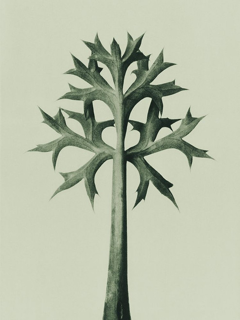 Eryngium Bourgatii Poster Print by Karl Blossfeldt # 54734