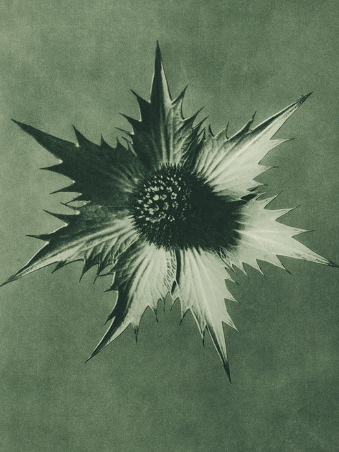Eryngium Giganteum Poster Print by Karl Blossfeldt # 54735