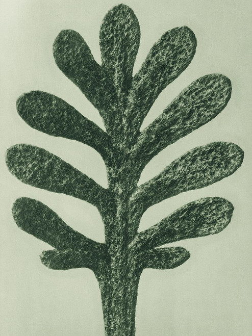 Achillea Umbellata Poster Print by Karl Blossfeldt # 54737