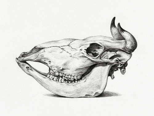 Skull of a cow Poster Print by Jean Bernard # 54764