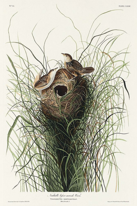 Nuttalls lesser-marsh Wren Poster Print by John James Audubon # 53712