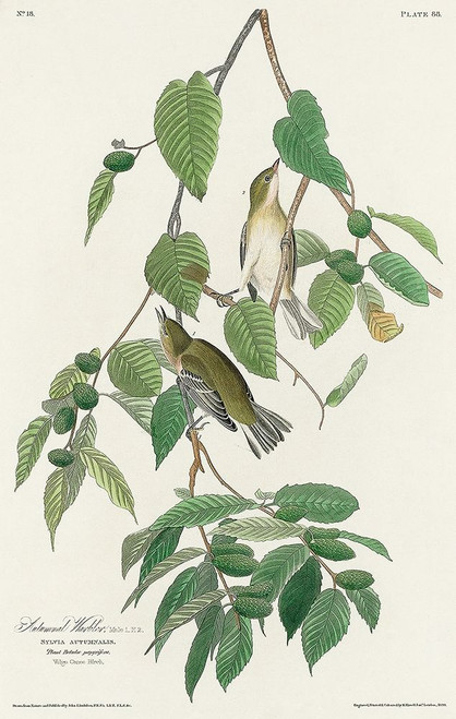 Autumnal Warbler Poster Print by John James Audubon # 53716