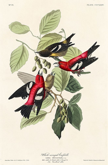White-winged Crossbill Poster Print by John James Audubon # 53715