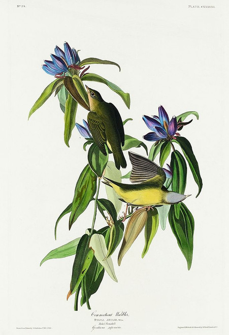 Connecticut Warbler Poster Print by John James Audubon # 53694