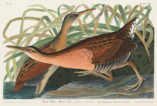 Fresh Water Marsh Poster Print by John James Audubon # 53571