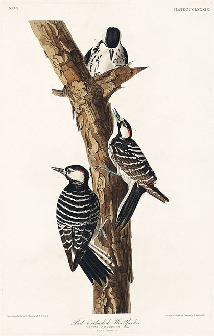 Red-Cockaded Woodpecker Poster Print by John James Audubon # 53572