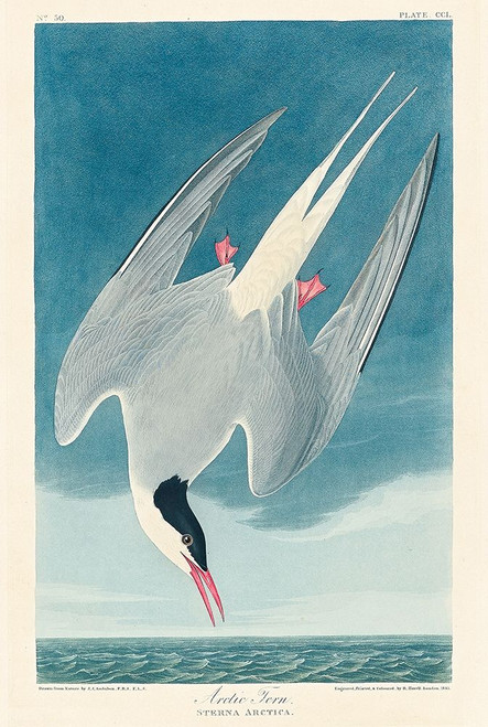 Arctic TernÔøΩ_ Poster Print by John James Audubon # 53548
