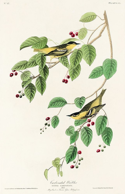 Carbonated Warbler Poster Print by John James Audubon # 53665