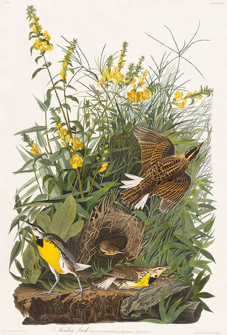 Meadow Lark Poster Print by John James Audubon # 53559