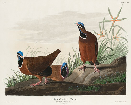 Blue-headed Pigeon Poster Print by John James Audubon # 53468