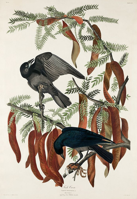 Fish Crow Poster Print by John James Audubon # 53550