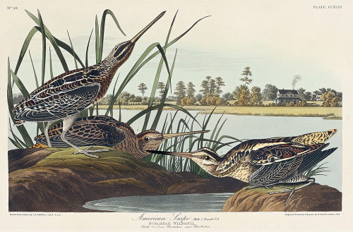 American Snipe Poster Print by John James Audubon # 53568
