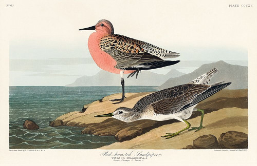 Red-breasted Sandpiper Poster Print by John James Audubon # 53543