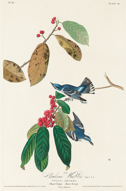 Azure Warbler Poster Print by John James Audubon # 53680
