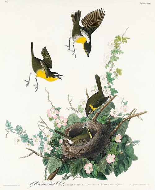 Yellow-breasted Chat Poster Print by John James Audubon # 53682
