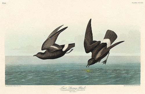 Least Stormy-Petrel Poster Print by John James Audubon # 53542