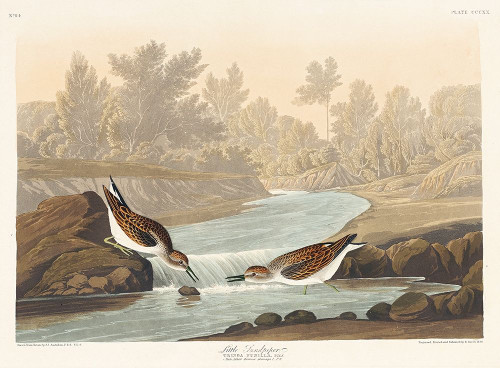 Little Sandpiper Poster Print by John James Audubon # 53476