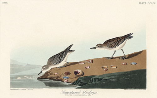 Semipalmated Sandpiper Poster Print by John James Audubon # 53540