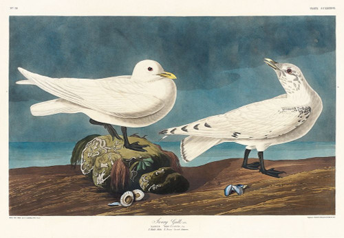 Ivory Gull Poster Print by John James Audubon # 53473